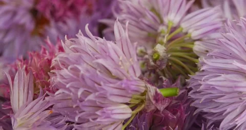 Chive flowers closeup rotating selective focus Stock Footage 200838634