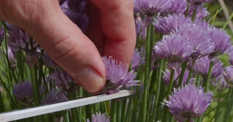 Chive flowers closeup selective focus 動画素材 200836965