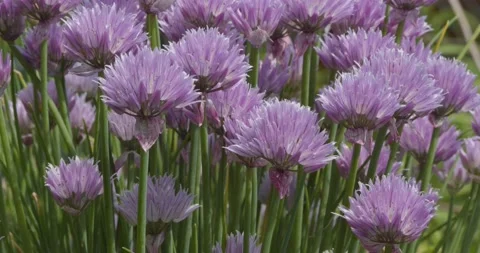 Chive flowers closeup selective focus Stock Footage 200837318