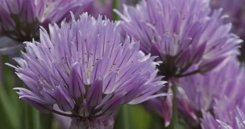 Chive flowers closeup selective focus Stock Footage 200837320
