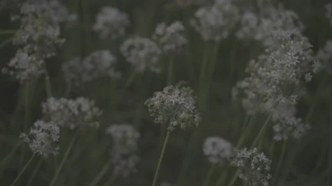 Chive Flowers Cluster Close Up White Stock Footage 345027683