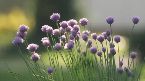 Chive flowers moved by wind . Stock Footage 242521929