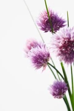 Chive flowers Stock Photos