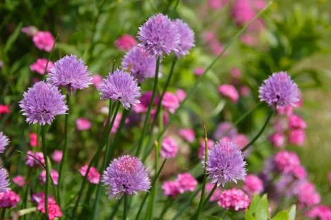 Chive flowers Stock Photos