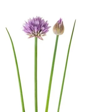 Chive  flowers Stock Photos