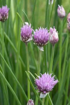 Chive flowers Stock Photos