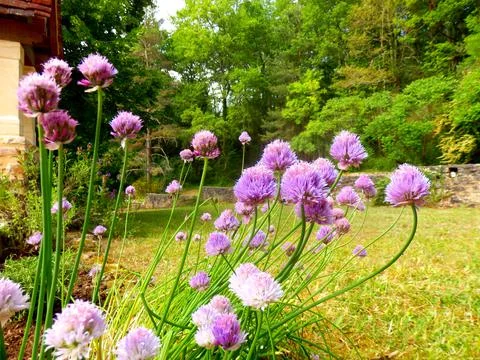 Chive Flowers Stock Photos