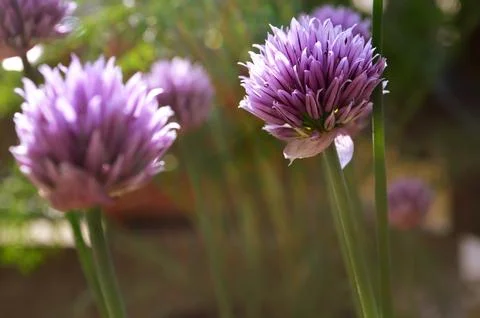 Chive flowers Stock Photos