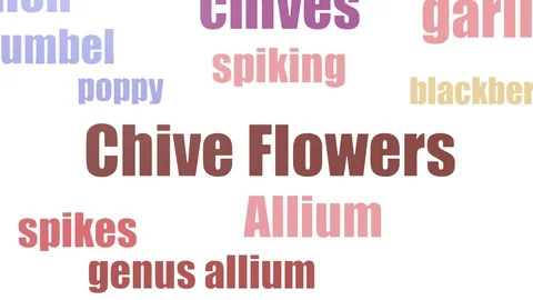 Chive Flowers Tagcloud Animated Isolated Stock Footage 107244885