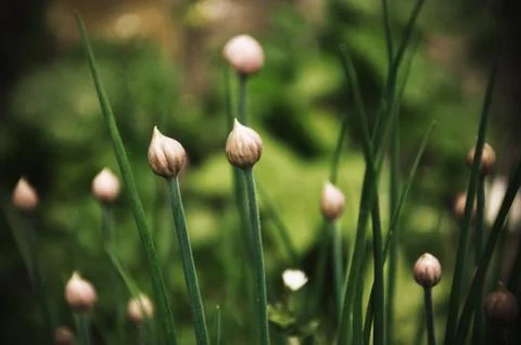 Chive in the garden Stock Photos