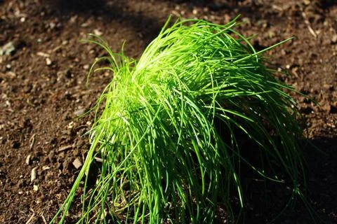 Chive in the garden Stock Photos