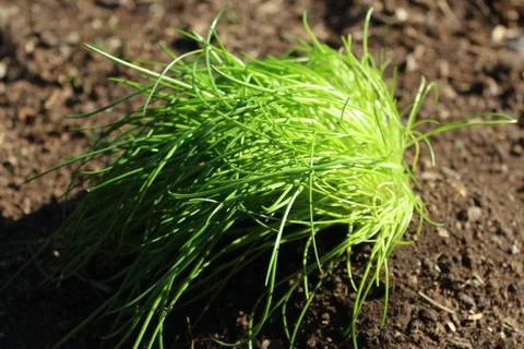 Chive in the garden Stock Photos