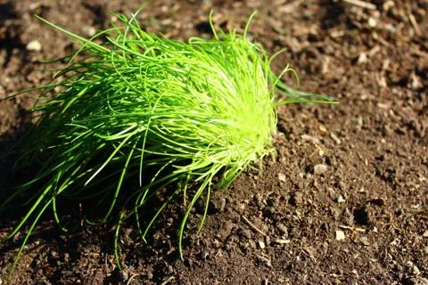 Chive in the garden Stock Photos