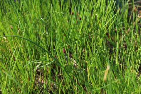 Chive in the garden Stock Photos