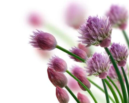 Chive herb flowers Stock Photos