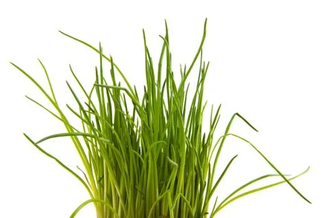 Chive herbs Stock Photos