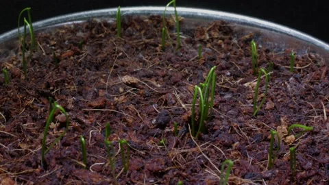 Chive multiple sprouts growing from indoor soil time-lapse Stock Footage 154560961