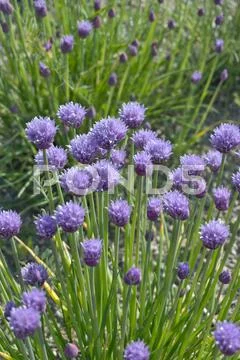 Chive Stock Photos