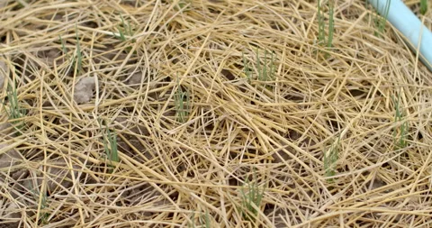 Chive plants approximately one week old, showing early leaf growth. Stock Footage 323259645