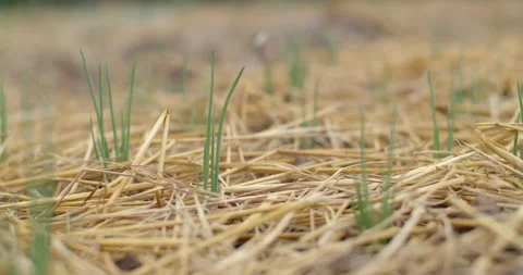Chive plants approximately one week old, showing early leaf growth. Stock Footage 323315454
