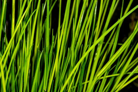 Chive in spring with young and freh leaves Stock Photos