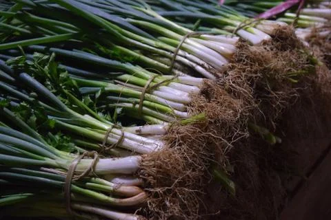 Chives and celery Stockfoto's
