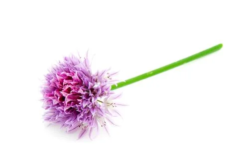 Chives in bloom Stock Photos
