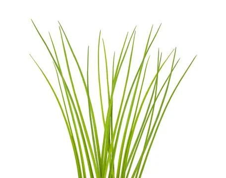 Chives bunch Stock Photos