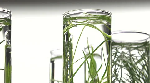 Chives, dill, thyme, basil,  curry and mint in test tubes Video stock 64328883
