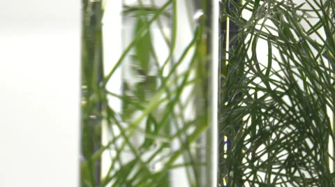 Chives, dill, thyme, basil,  curry and mint in test tubes Video stock 64328917