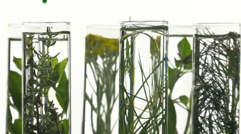 Chives, dill, thyme, basil,  curry and mint in test tubes Video stock 64328950
