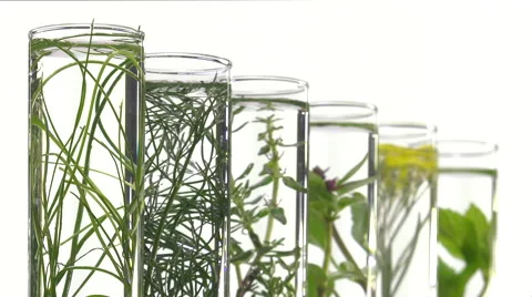 Chives, dill, thyme, basil,  curry and mint in test tubes Video stock 64328964