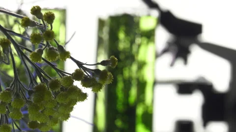 Chives, dill, thyme, basil,  curry and mint in turning test tubes Video stock 64328971