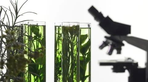 Chives, dill, thyme, basil,  curry and mint in turning test tubes Video stock 64328997