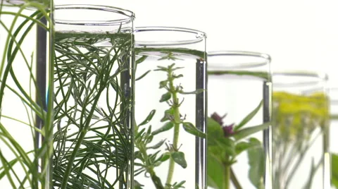 Chives, dill, thyme, basil,  curry and mint in test tubes Video stock 64329000