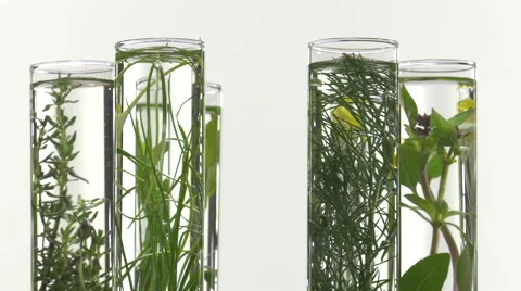 Chives, dill, thyme, basil,  curry and mint in test tubes Stock Footage 64329037