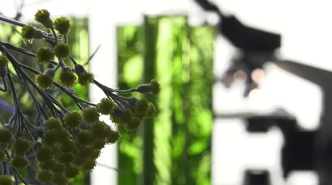 Chives, dill, thyme, basil,  curry and mint in turning test tubes Stock Footage 64329058