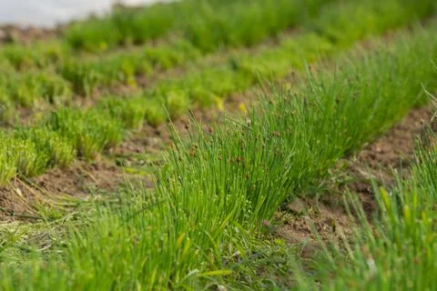 Chives on the field Stock Photos