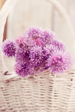 Chives flower Stock Photos