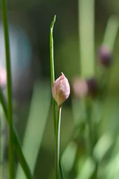 Chives flower Stock Photos