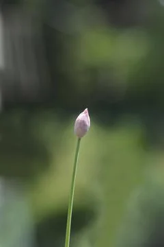Chives flower Stock Photos
