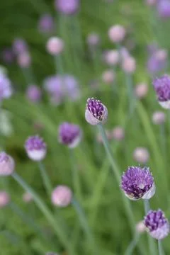 Chives flower Stock Photos