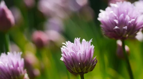 Chives in flower, rack focus Stock Footage 38332194