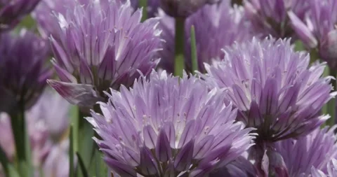 Chives flowers closeup selective focus Stock Footage 155751475