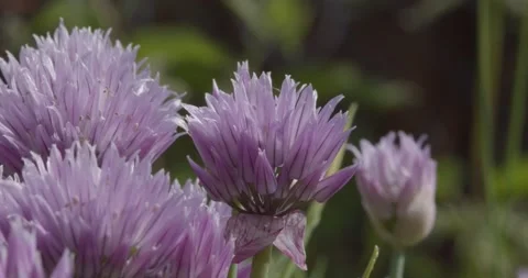 Chives flowers closeup selective focus Stock Footage 157599688