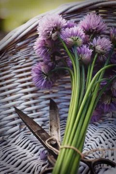 Chives flowers Stock Photos
