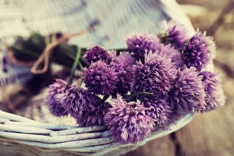 Chives flowers Stock Photos
