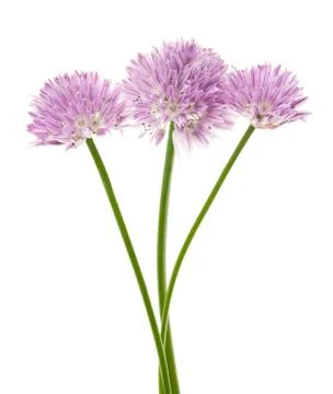Chives flowers Stock Photos