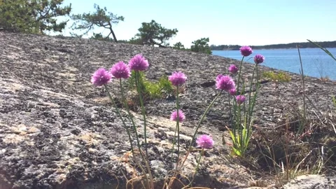Chives Stock Footage 133263786