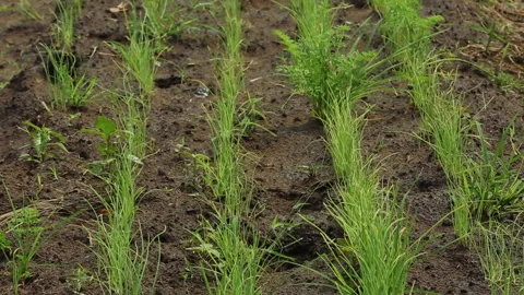 CHIVES Stock Footage 306694687